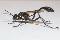 Eremnophila aureonotata, Gold-Marked Thread-waisted Wasp