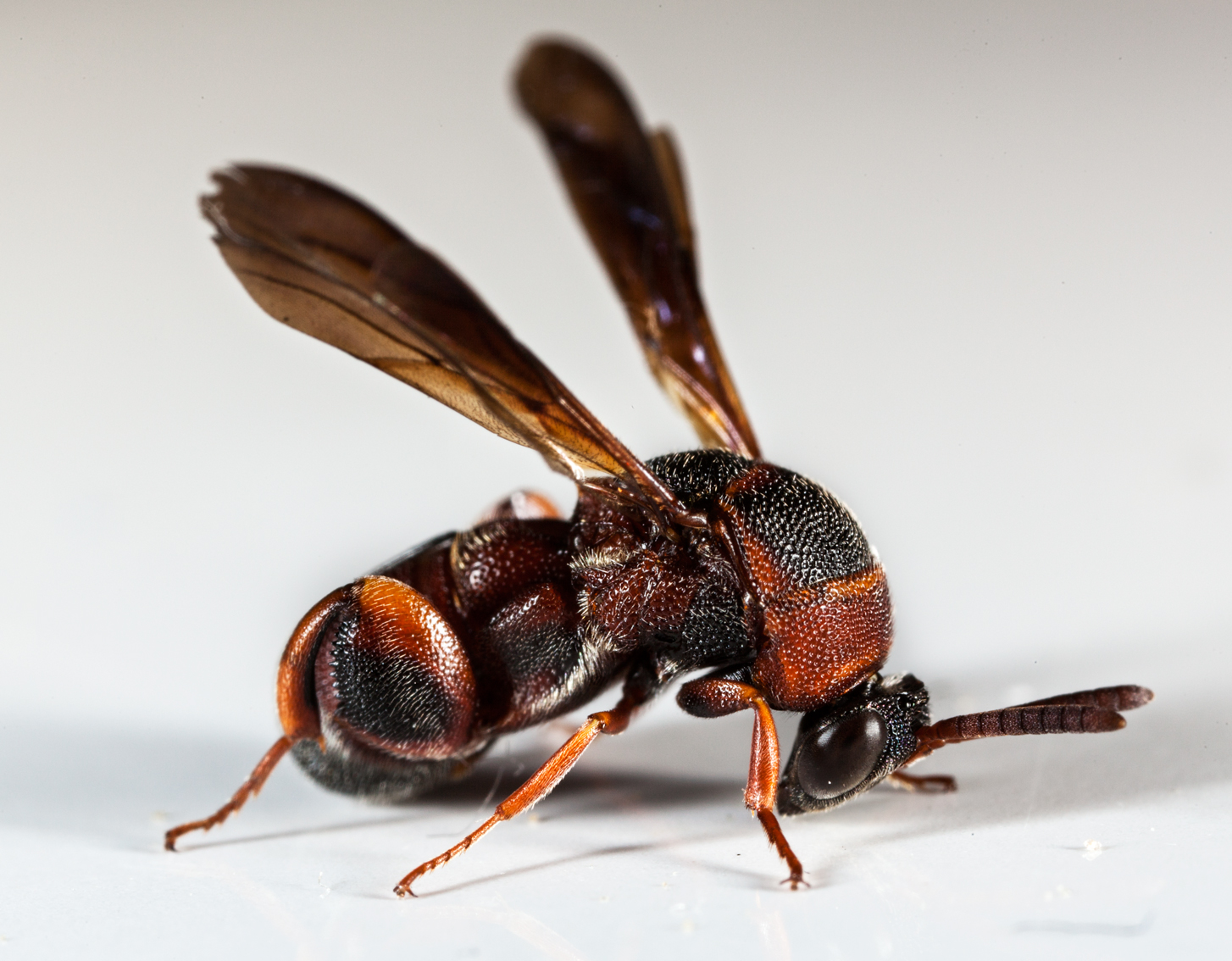 Leucospis robertsoni - Chalcid Wasp