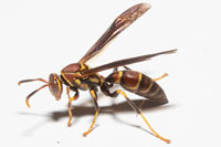Polistes bahamensis, Bahamian Paper Wasp