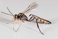 Male Anomalon Wasp