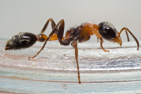 The Twig Ant, Pseudomyrmex gracilis