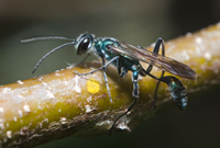 Chalybion zimmermanni - Zimmermanns Mud-dauber Wasp