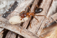 Camponotus floridanus Carpenter Ant with Pupa