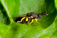 Chalcid Wasp, Chalcidoidea.