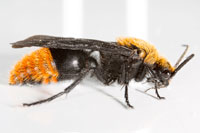 Male Eastern Velvet Ant, Cow Killer, Dasymutilla occidentalis