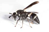 Euodynerus megaera - Mason Wasp