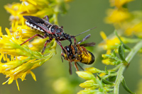 Apiomerus floridensis, Florida Bee Assassin Bug with Prey