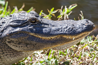 Alligator Head Loop Road Big Cypress National Preserve