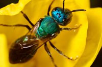 Metallic Sweat Bee, Augochlora sp. or Augochlorella sp.