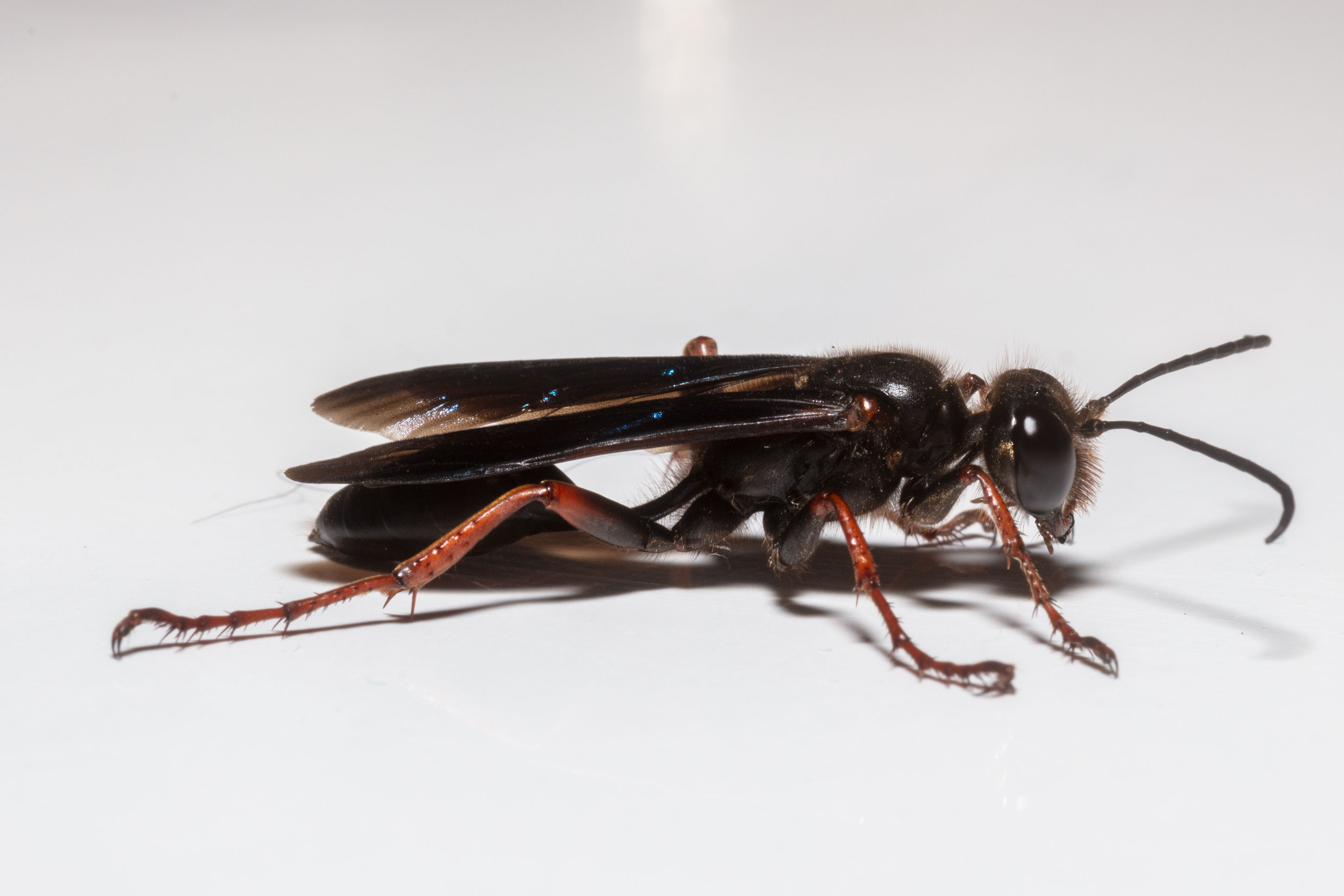 Isodontia auripes, Brown-legged Grass-carrying Wasp