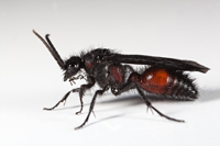 Male Mutillid Wasp