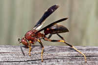 Red Paper Wasp Polistes annularis