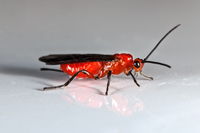 Unidentified Braconid Wasp