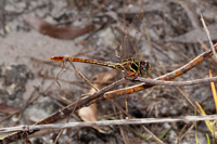 Russet-Tipped Clubtail