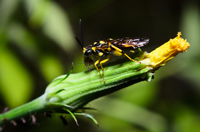 Sawfly eating an Aphid. North Florida