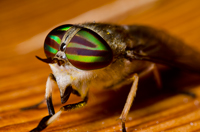 Female Tabanus lineola. Striped Horsefly