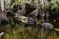 Three Alligators Sunning on a Log