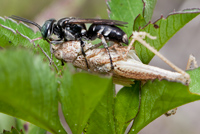 Wasp with Paralyzed Grasshopper, Miramar Florida